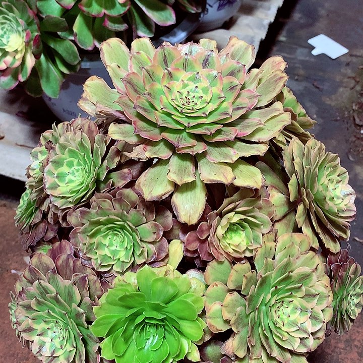 粉黛老桩，多肉植物