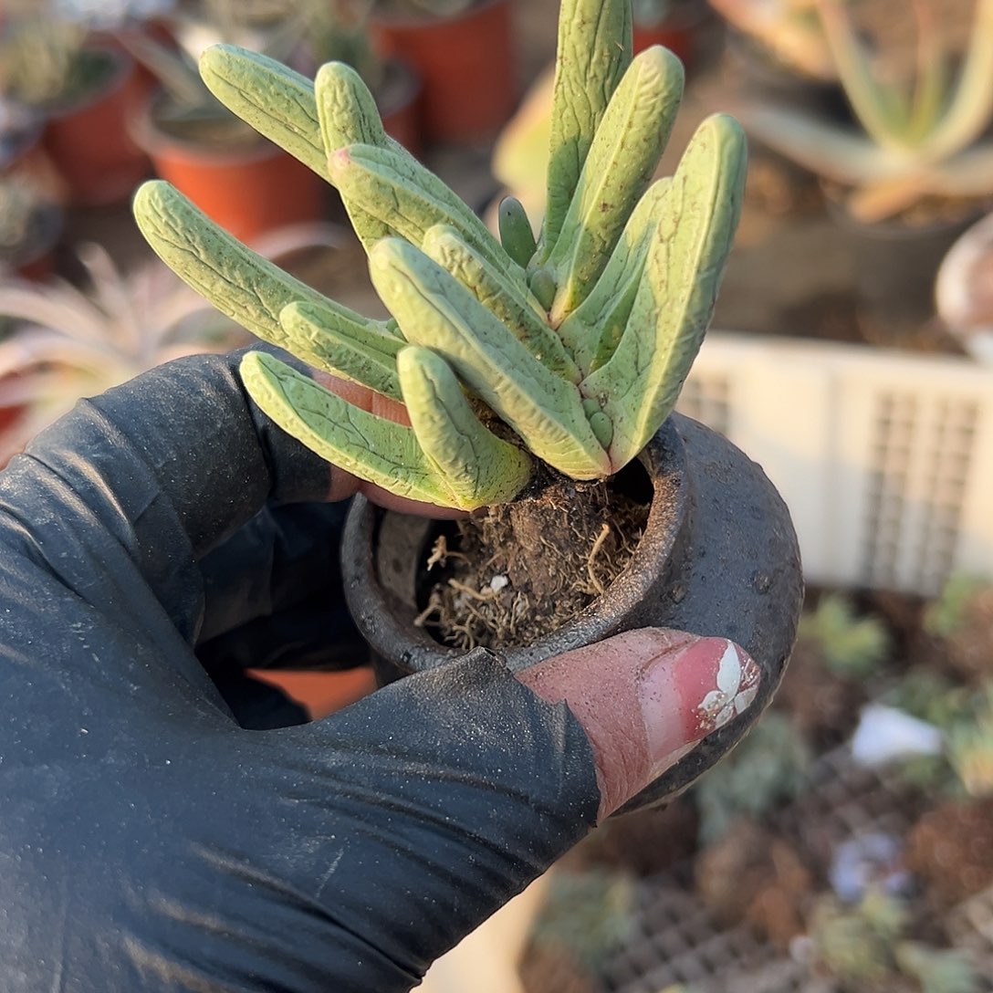 多肉植物宝椎玉开花