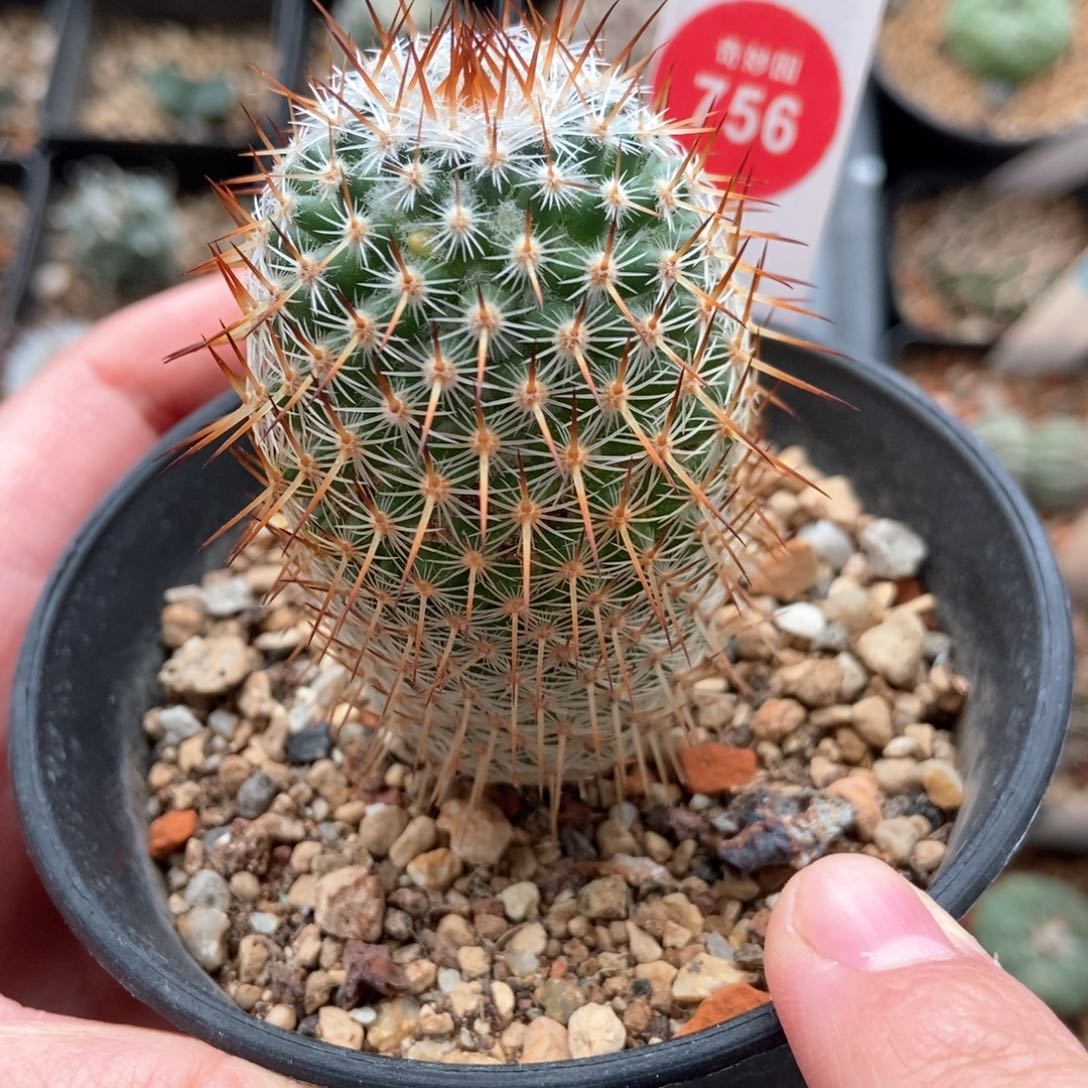 实生富士雪3.9cm