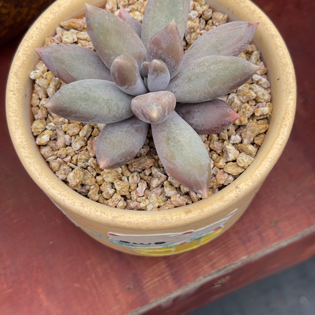 八**了哥 单头小，寄养……