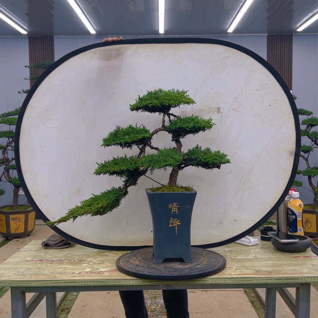 盆景龙爪松造型盆景