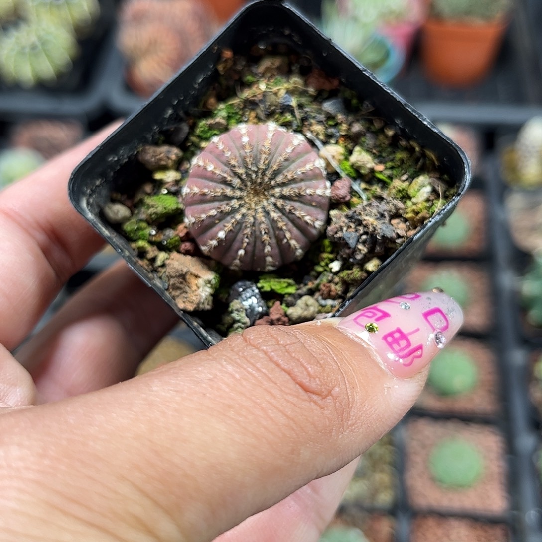 就这个死样子单头发货