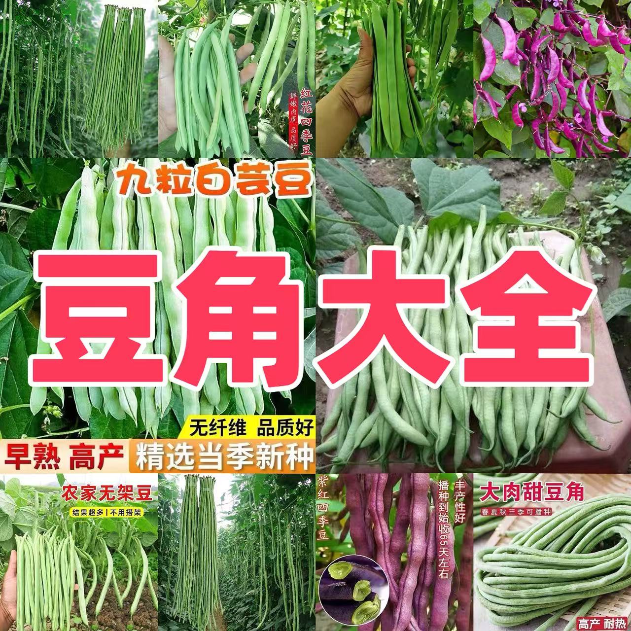 【全店满5包包邮】豆角种子大全 高产家庭阳台小院盆栽地栽