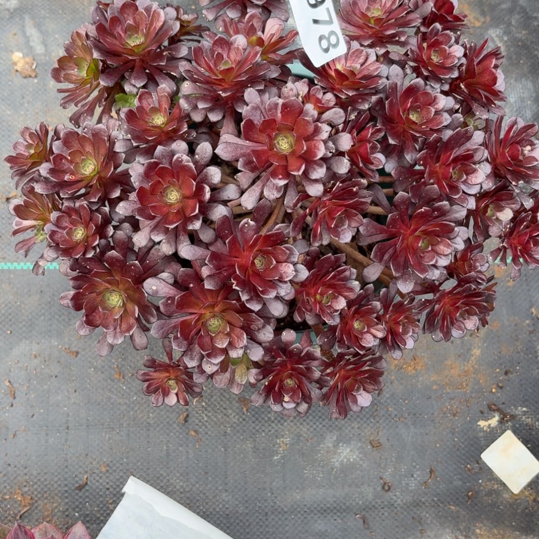 978黑珍珠多肉植物福利