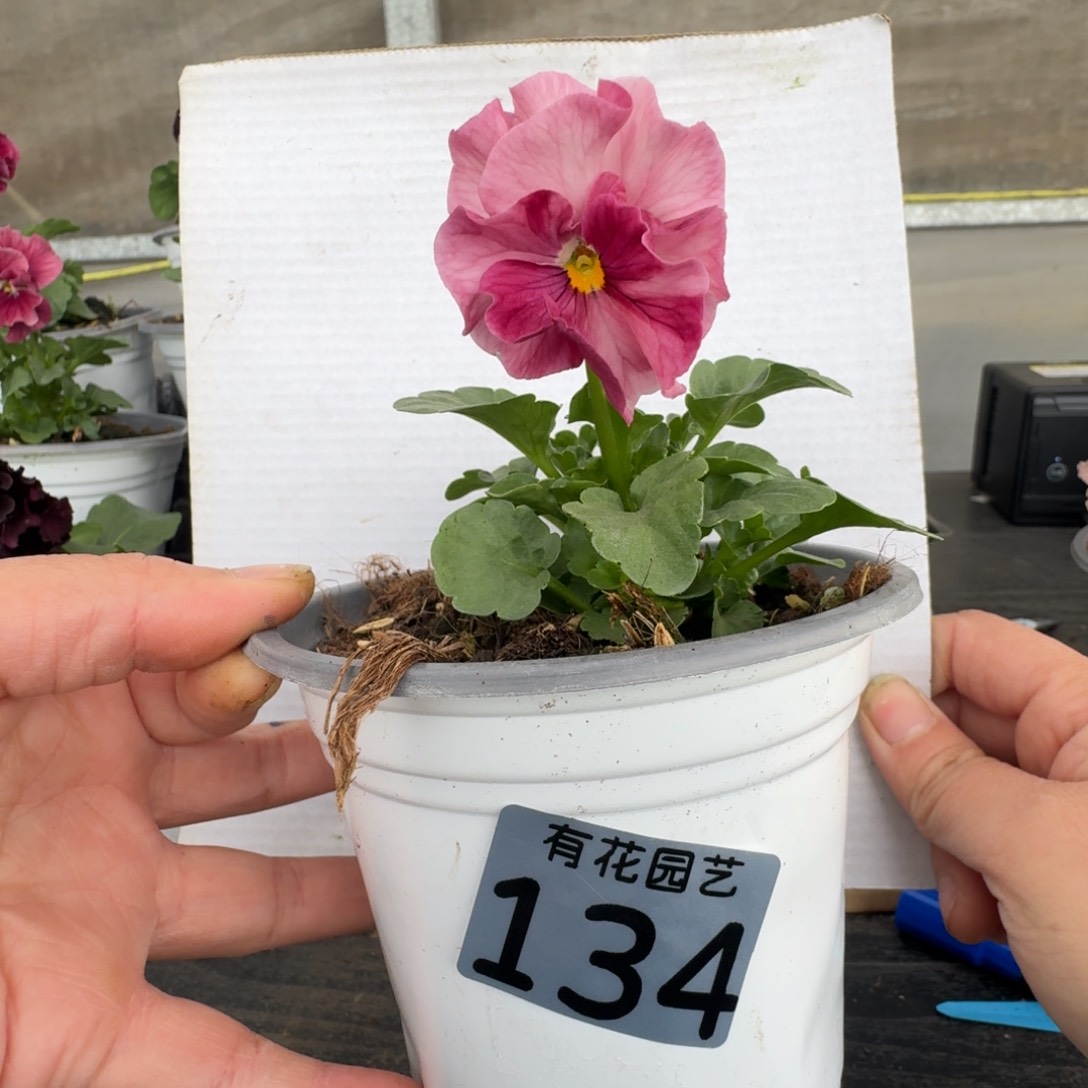 无花朵134号角堇