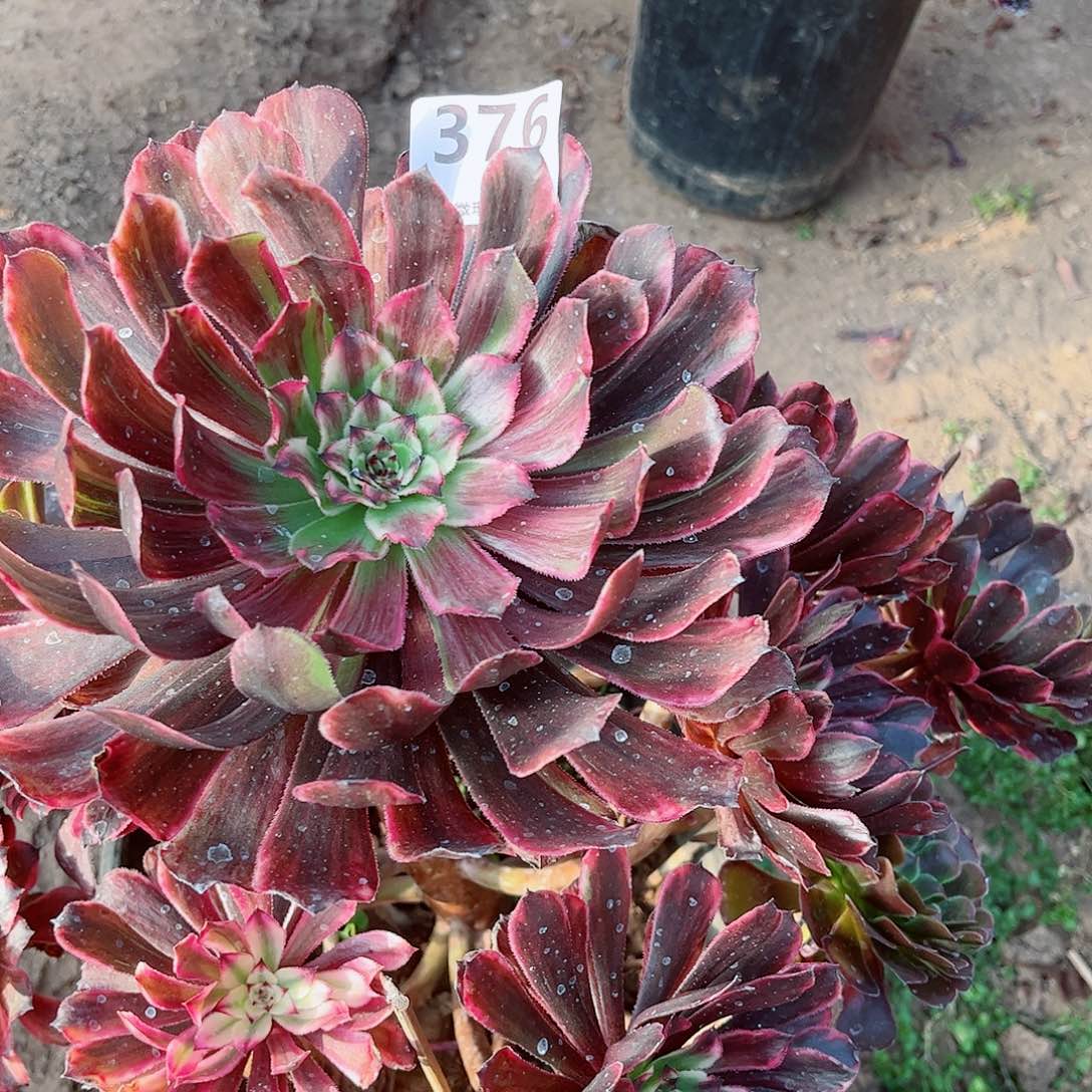 无花朵多肉植物油墨376