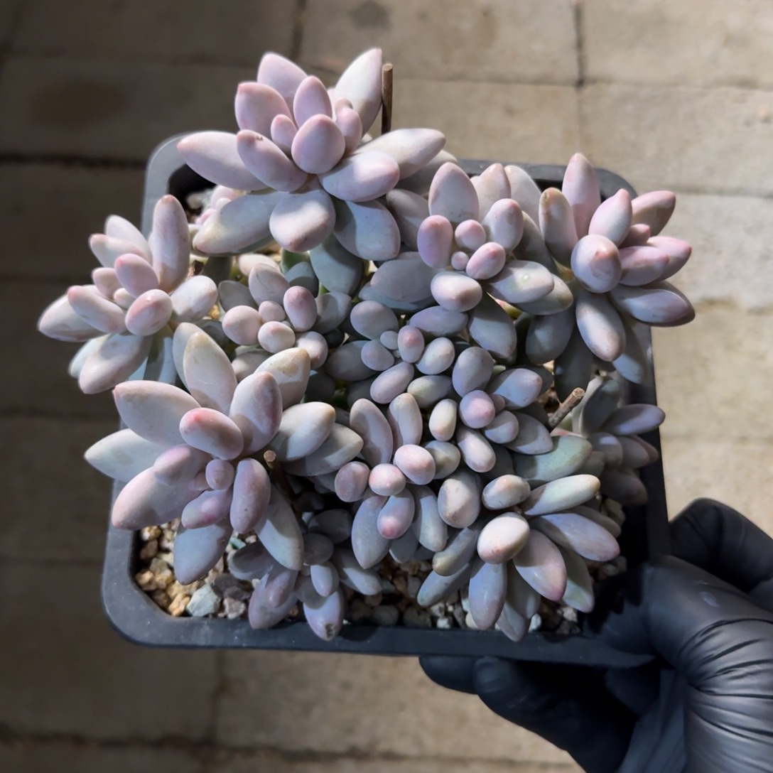 橙色恋人11111111111111111