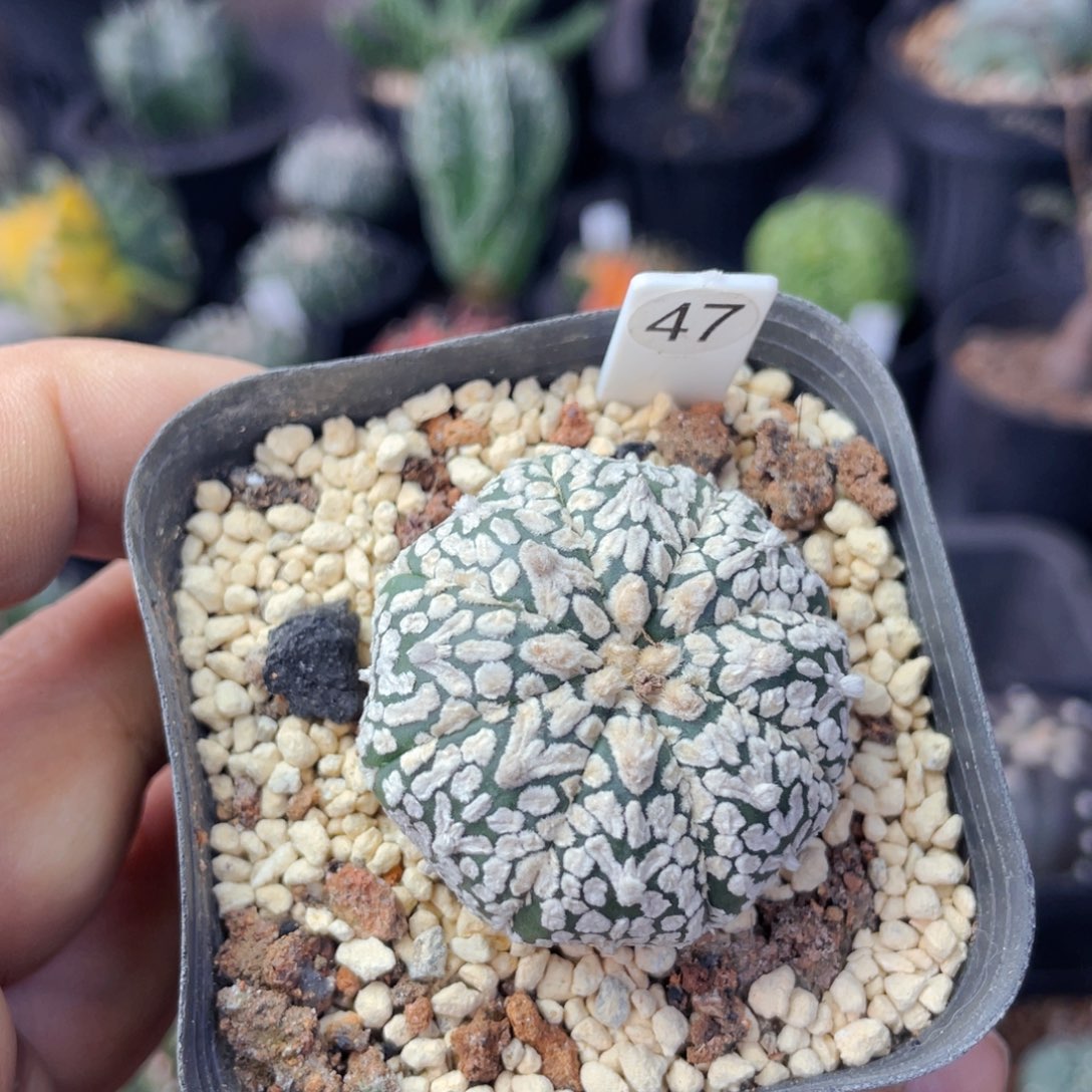 仙人球满28包邮盆口径5公分v兜