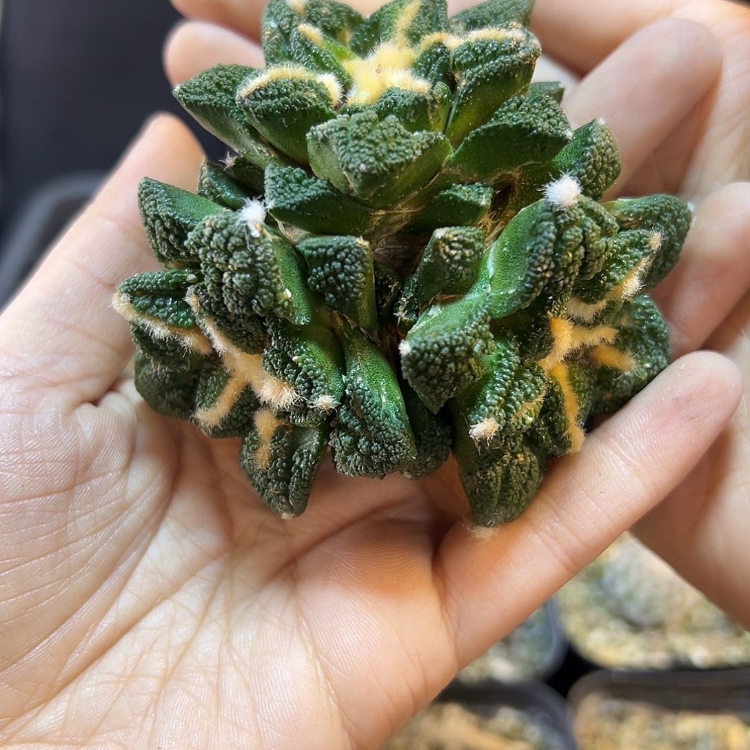 苗接3头龟甲牡丹无根7公分