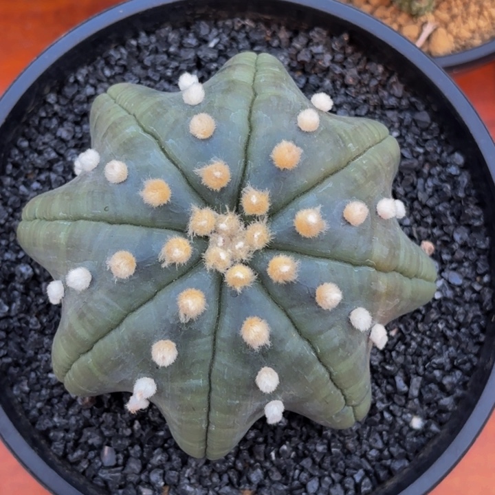 秋**?m秋刀专拍打包价