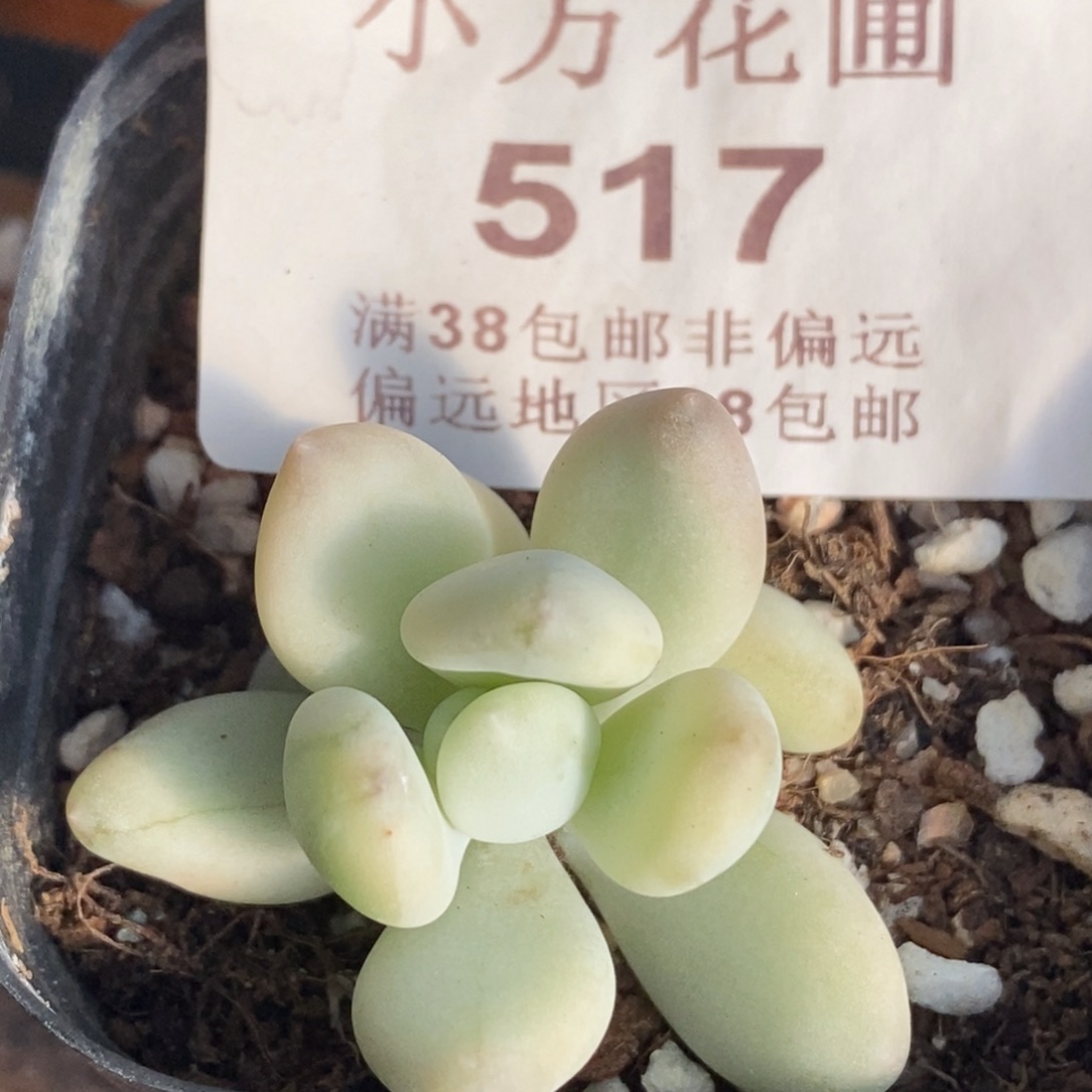 517三日月美人锦单头带根