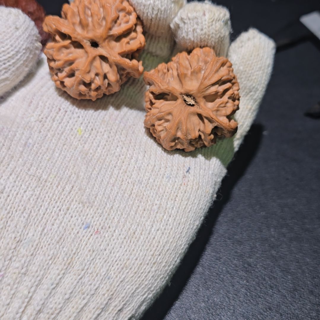 核桃哈哈哈哈哈哈哈哈