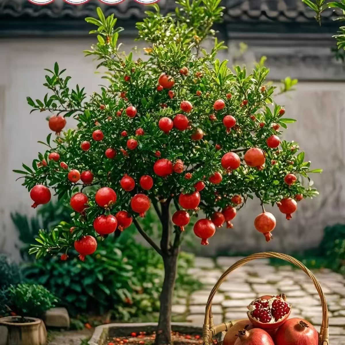 大果甜石榴树树苗