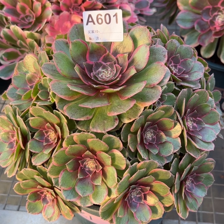 601粉花妖25厘米左右