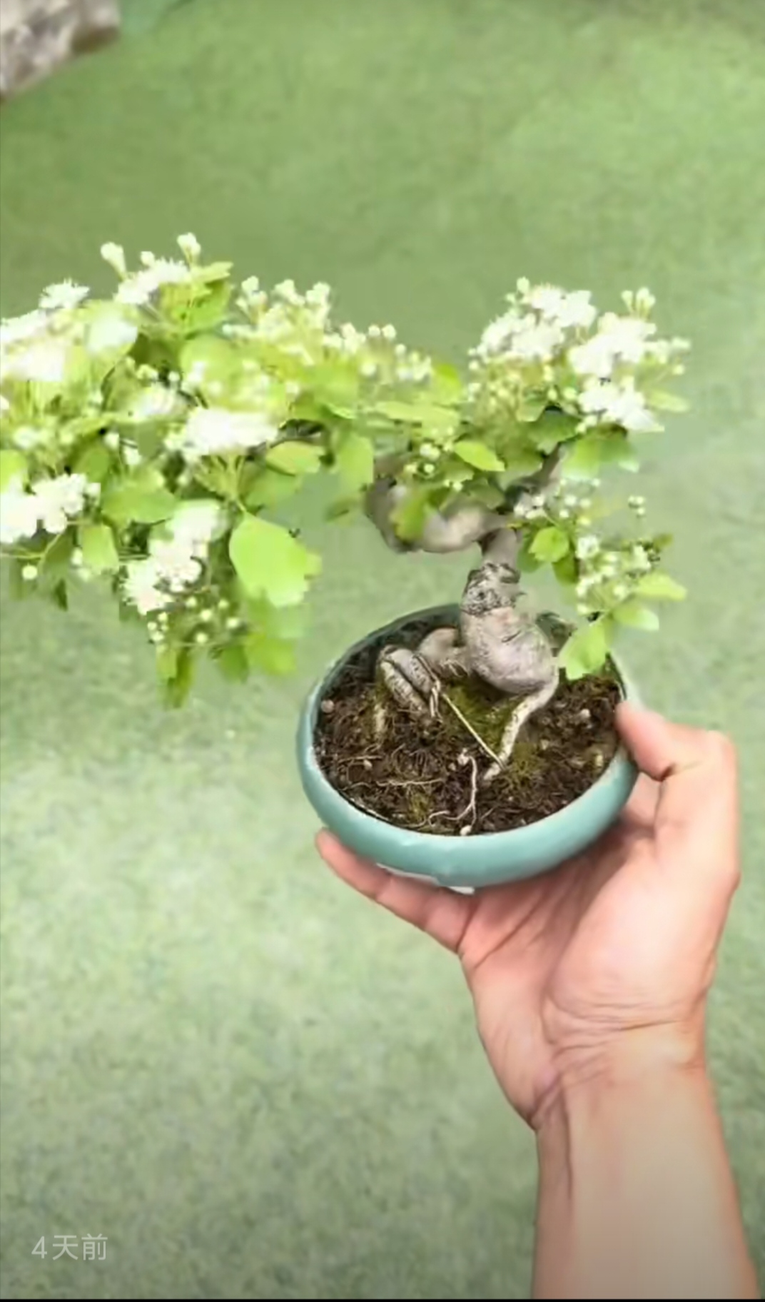 山里红野山楂盆景