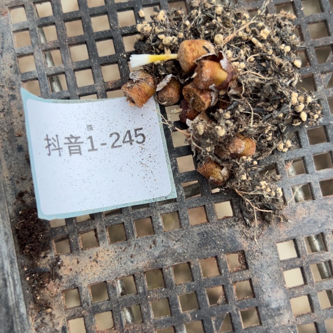 1-245量拍m042勋章一颗