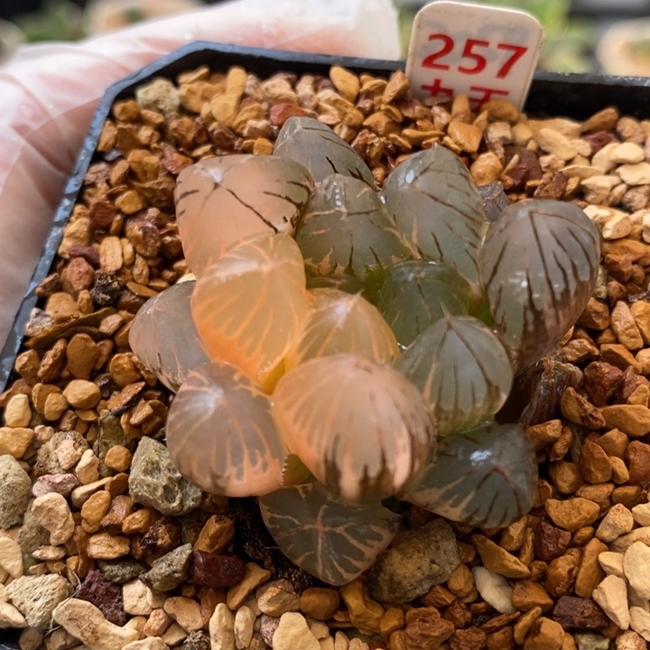 257号om玉露锦带盆发货