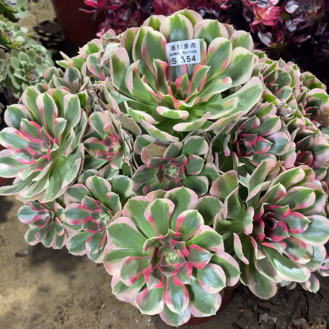 354初恋多肉法师断枝不包