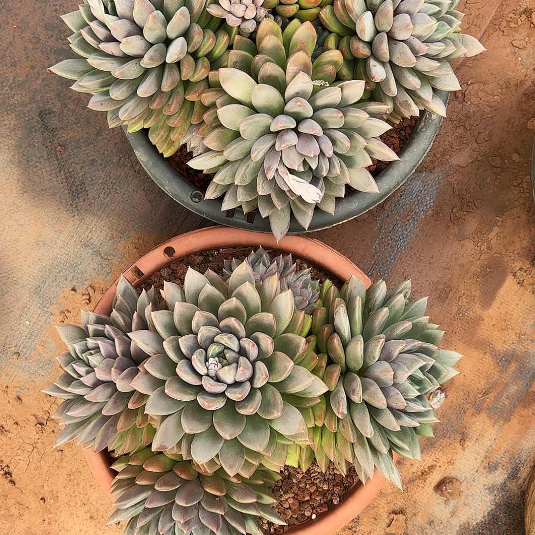 ?****^2颗象牙大群寄养