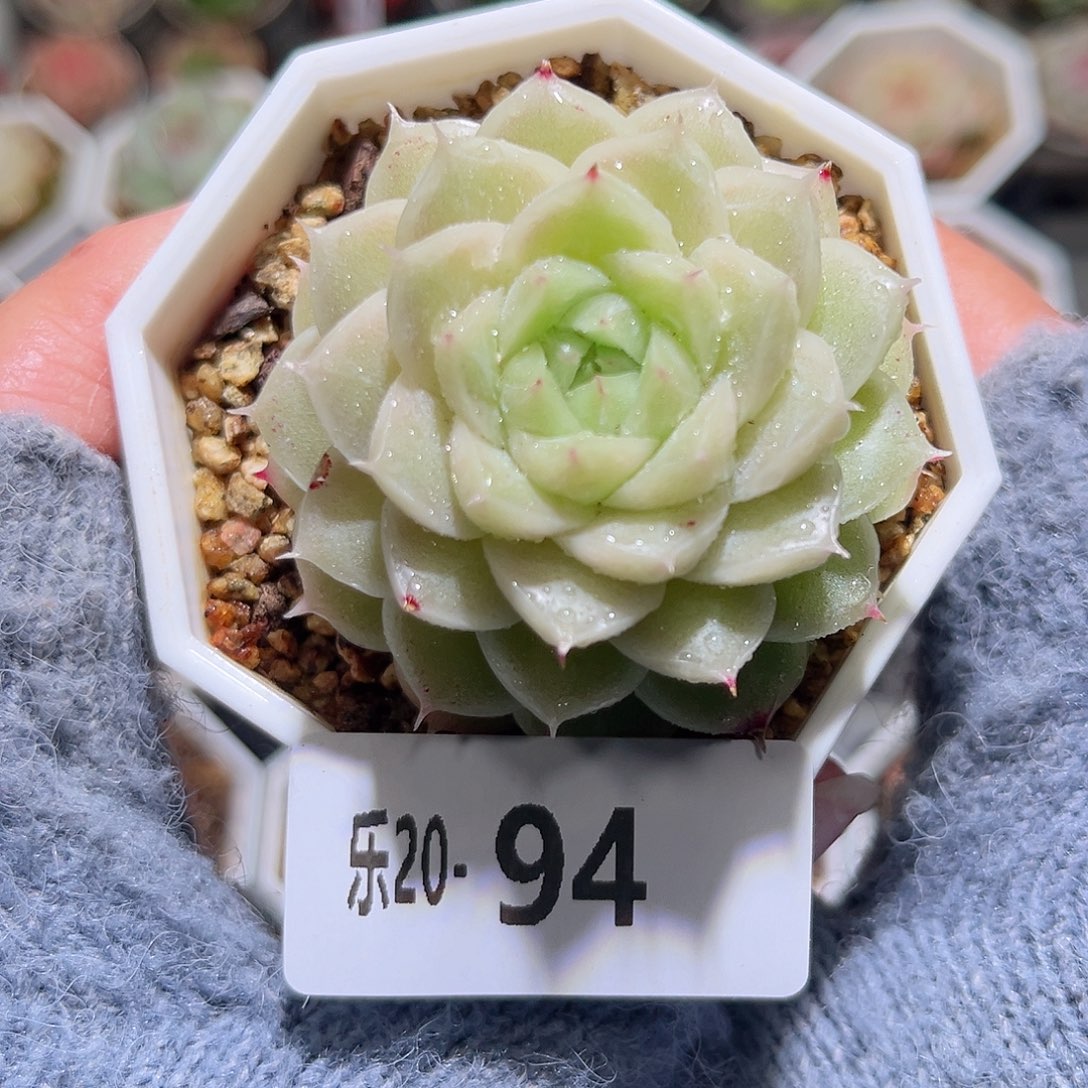 木乐20-94麦秆单头