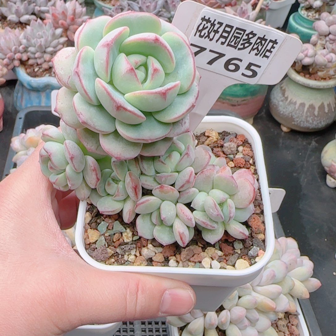 多肉7765…………………………