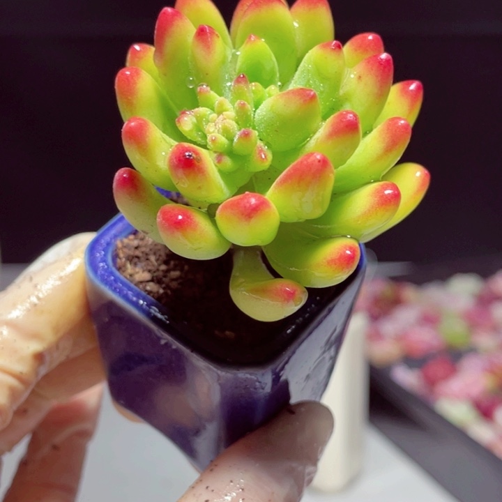 春萌样品1颗带盆发货