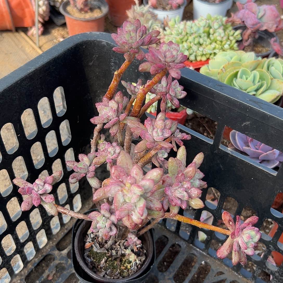 多肉植物红稚莲石化