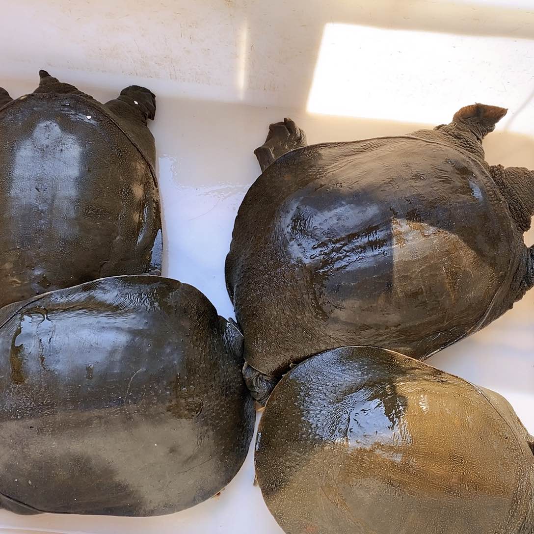 中国大陆野生甲鱼包邮