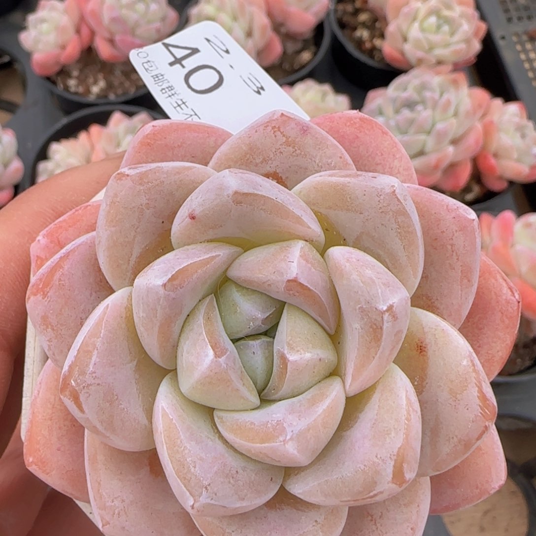 冰玉老桩一颗脱土发货