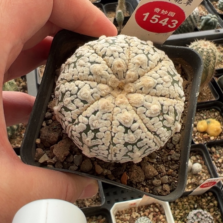 实生浓白超V兜4.8cm