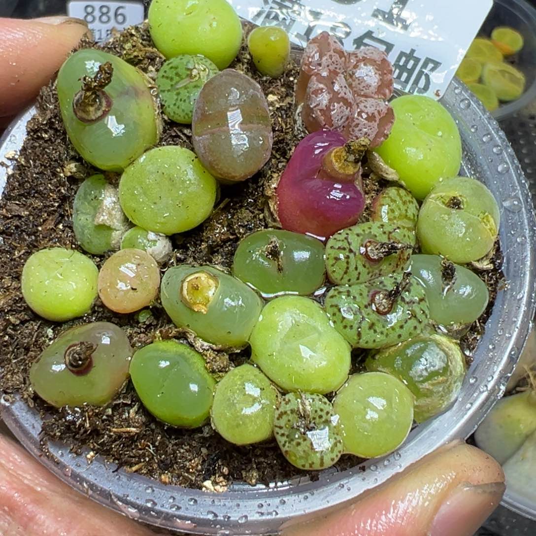 【闪购商品】 891。  