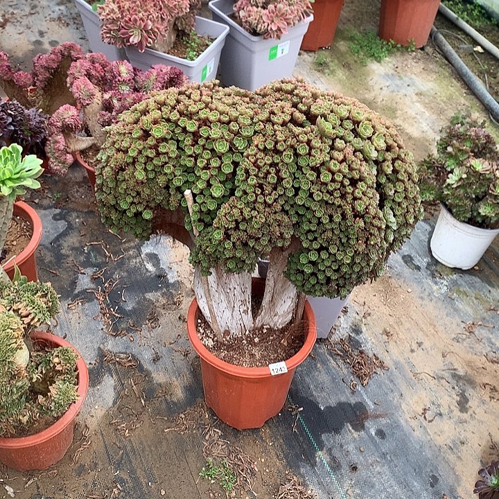 绿***夭1243万圣节一颗朵朵微瑕