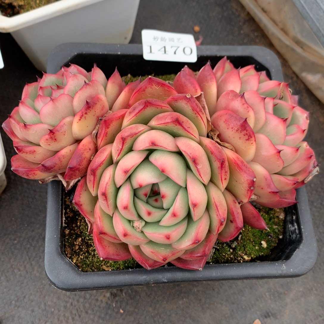 1470杂交精品基地冠14