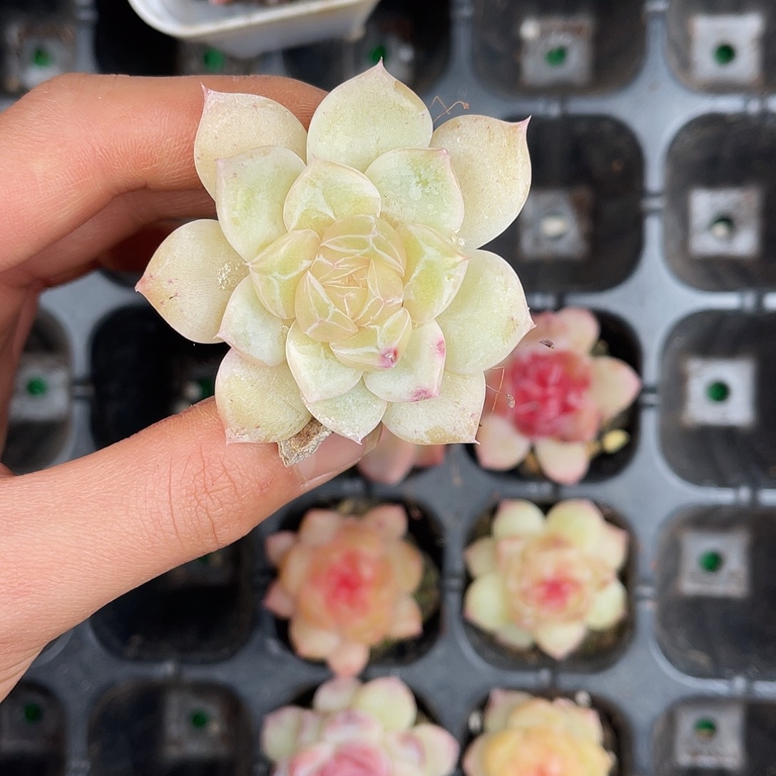 多肉一物一拍30-143