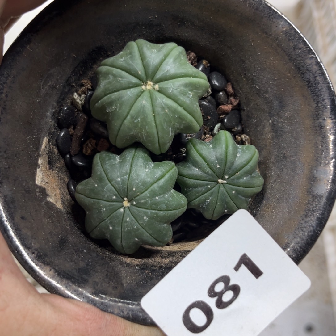 河****81十一月十三号多肉植物