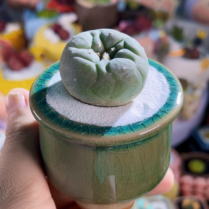 025实生海鲜连盆带土包邮