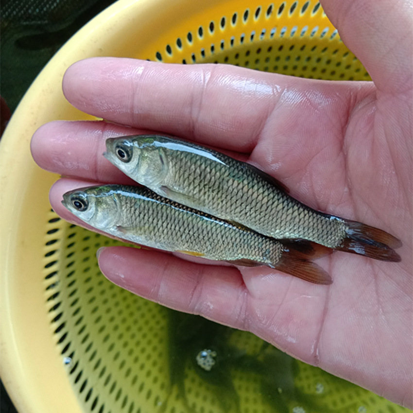 草鱼 宠物活体鱼水族 活体鱼