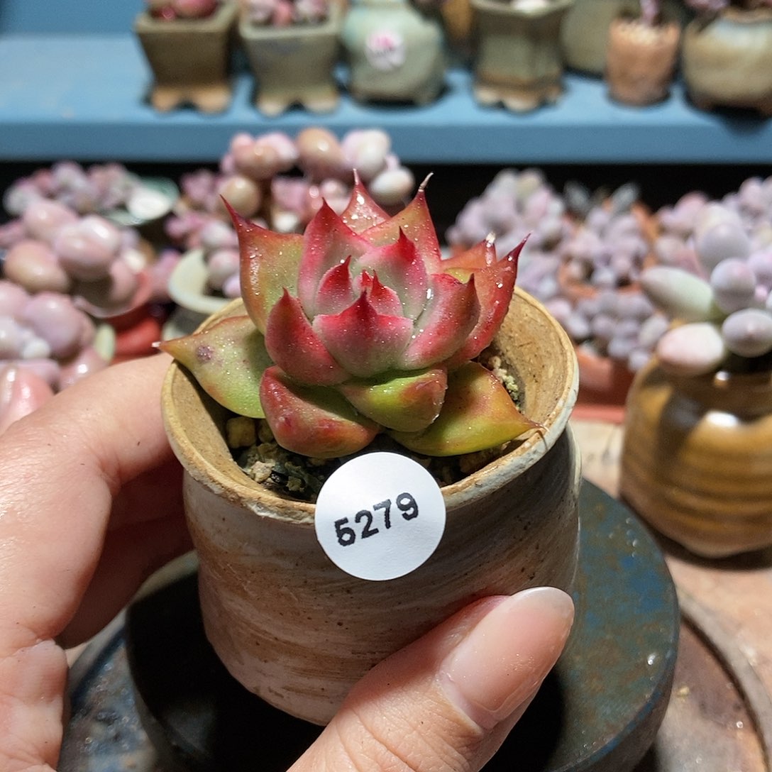 5279弗兰克带盆土