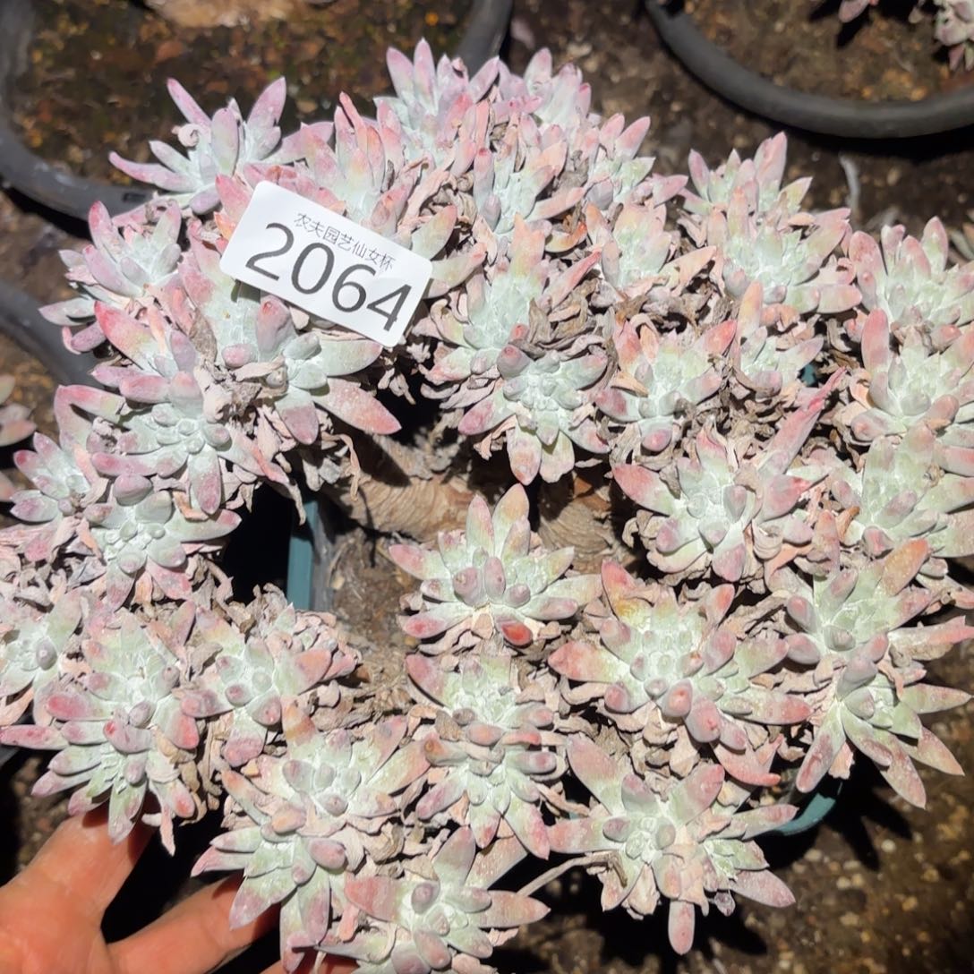 白姆仙女杯多肉福利下次