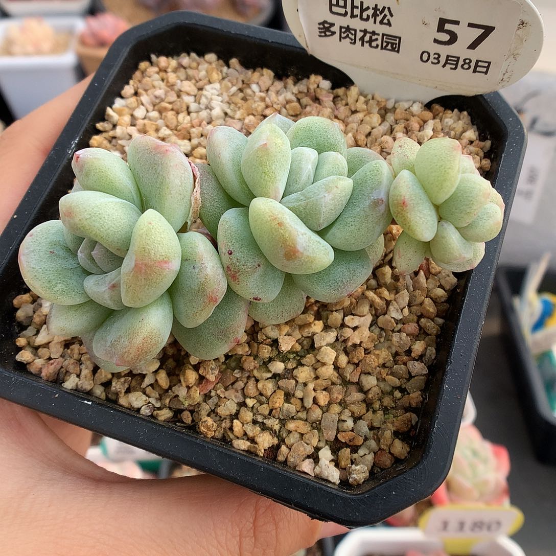 57三头冰玉石化多肉植物