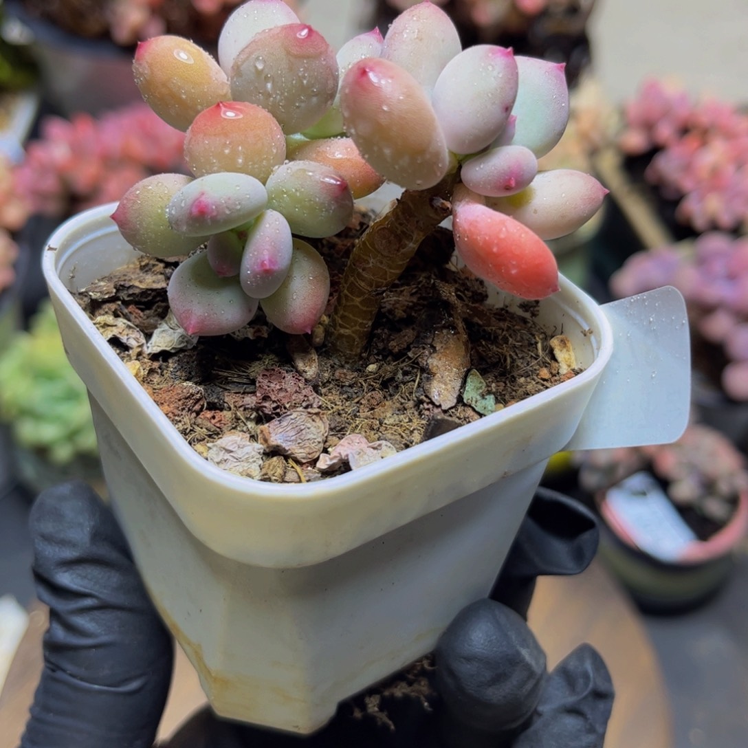 378四代苹果奶酪（不包整）