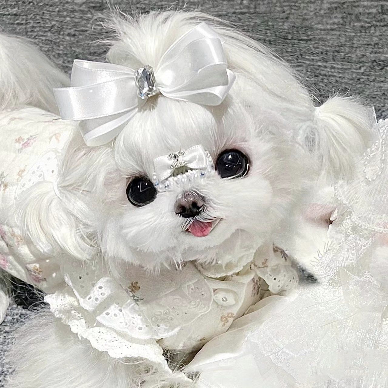 韩系马尔济斯高端纯种精品幼犬 疫苗驱虫全 售后有保障