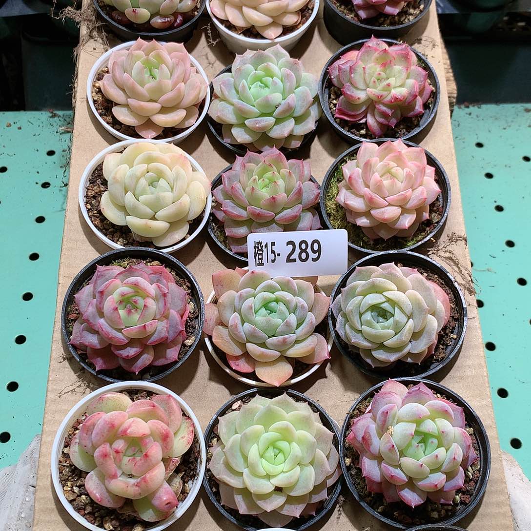 15-289一物一拍带盆18颗