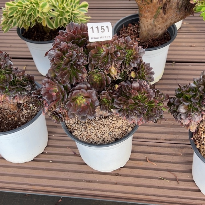 随***）1151月婵缀化老桩3-1