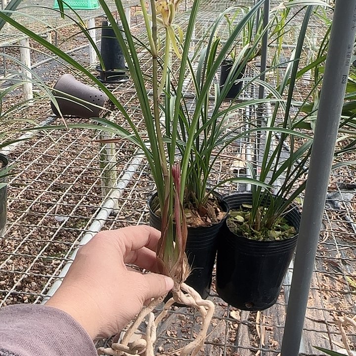 完全开放寒兰红凤