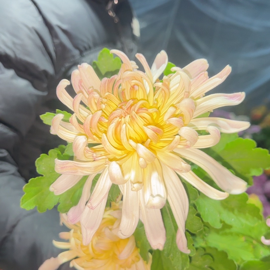 无花朵国华桂林多头一颗