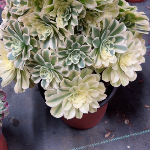 多肉植物绿豆沙锦。