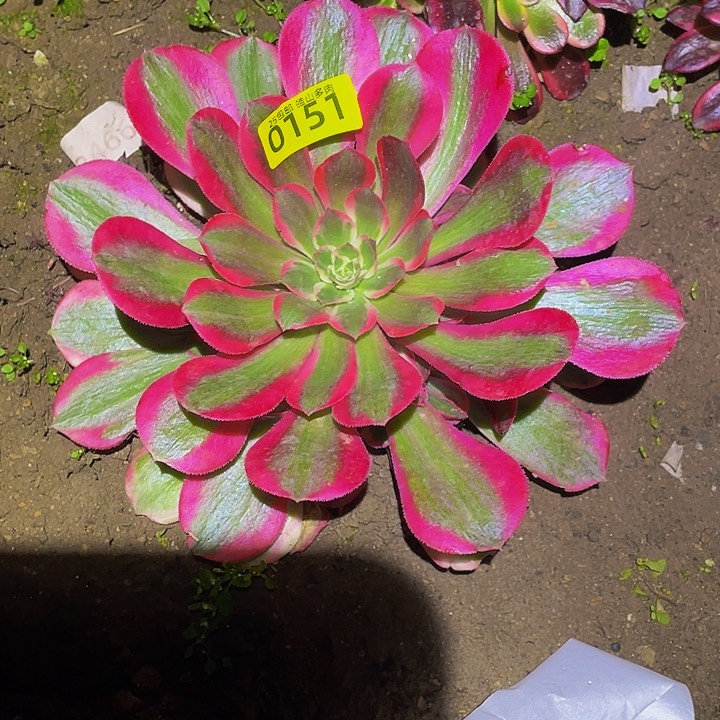 0151粉女郎多肉植物