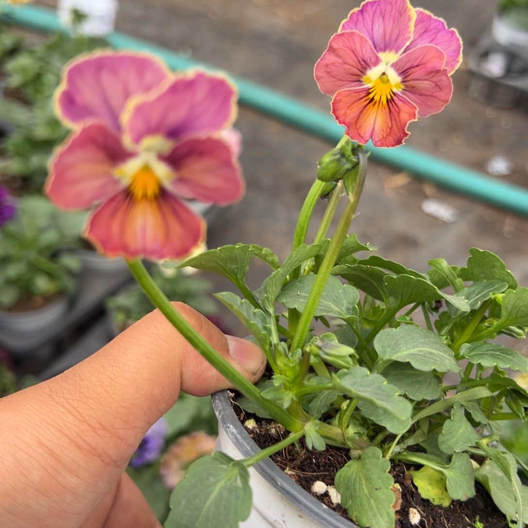 【闪购商品】完全开放110号