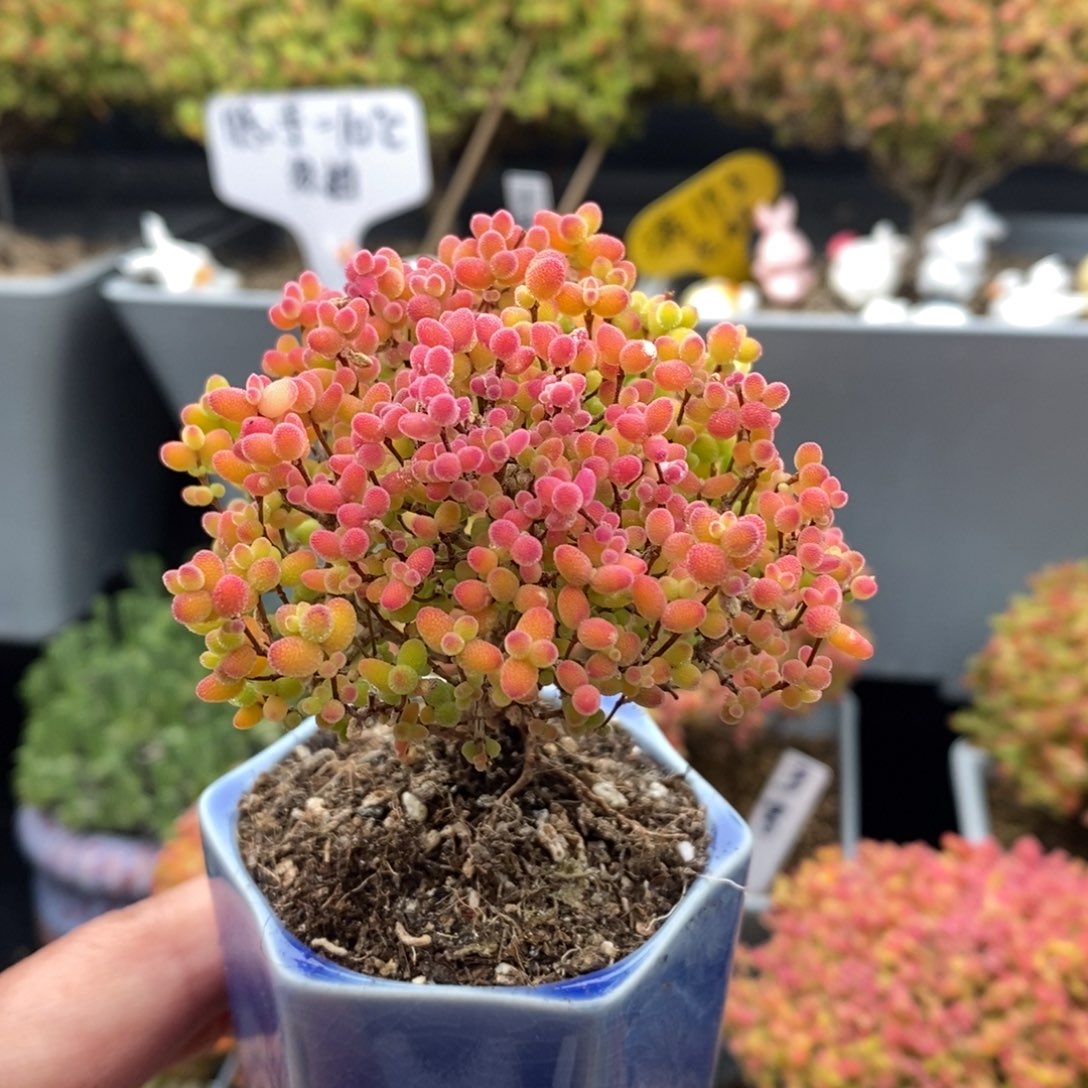 无花朵15号蜜橘糖球（带盆）